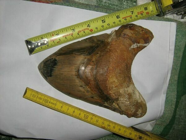Largest verifiable Megalodon tooth at 7.48" long. Photo credit Craig Sundell